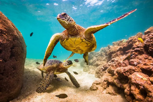 «Petite Tortue» : quelle signification ?